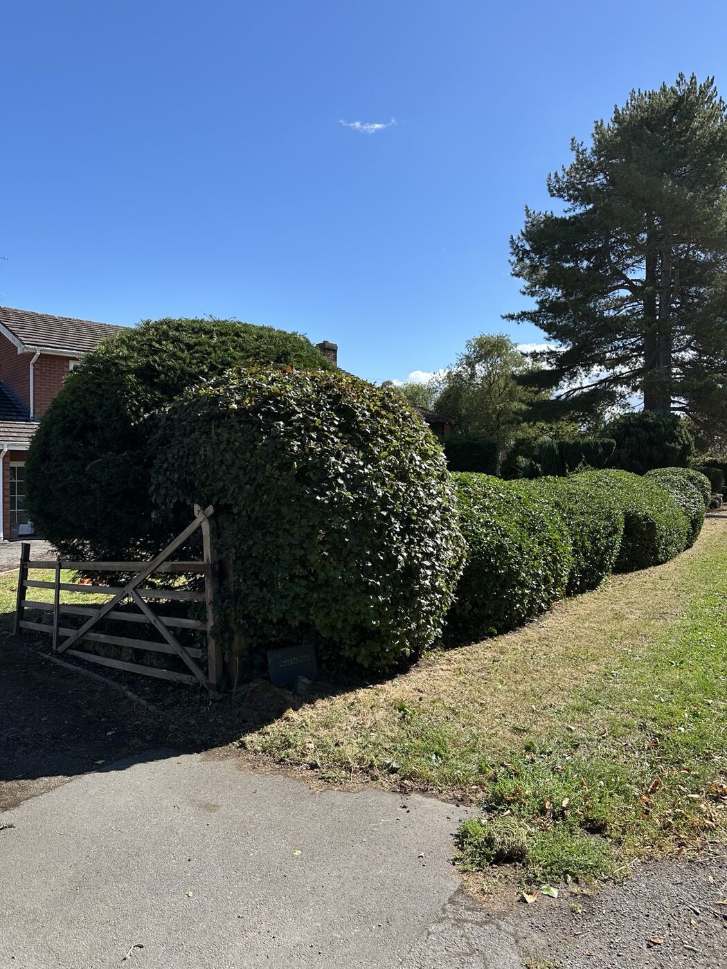 Long boundary hedge near a gate after cutting and shaping