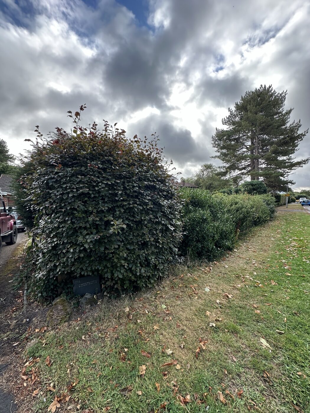Long boundary hedge near a gate before cutting