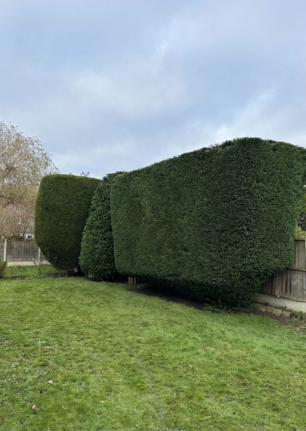 Large conifer hedge after cutting and shaping