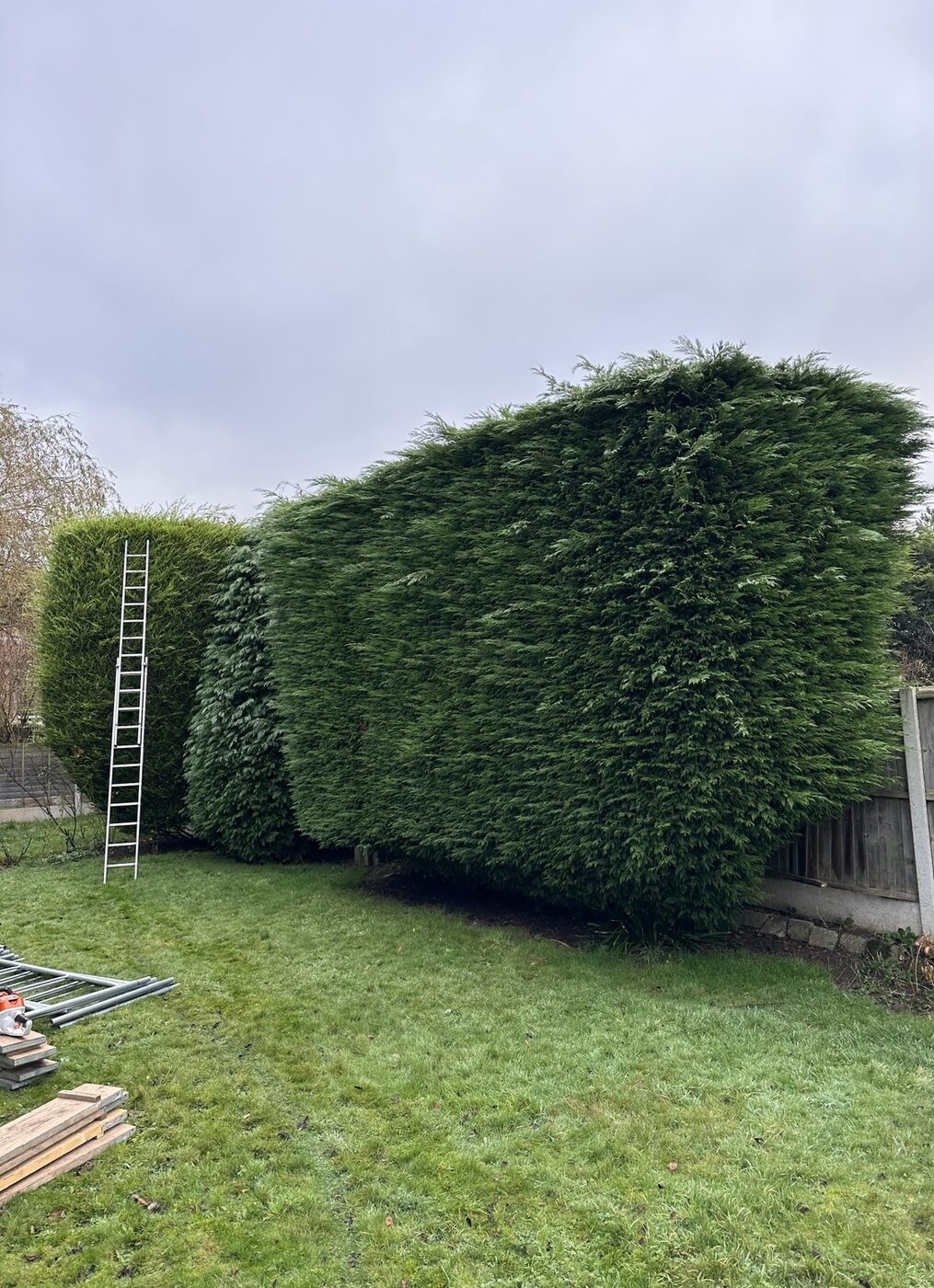 Large conifer hedge before cutting and shaping