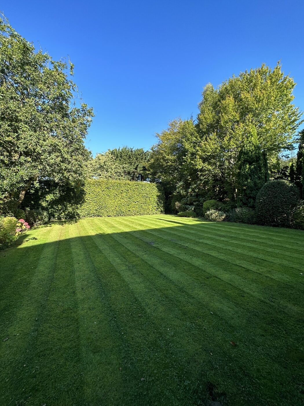 Neatly striped garden lawn surrounded by mature trees and hedges
