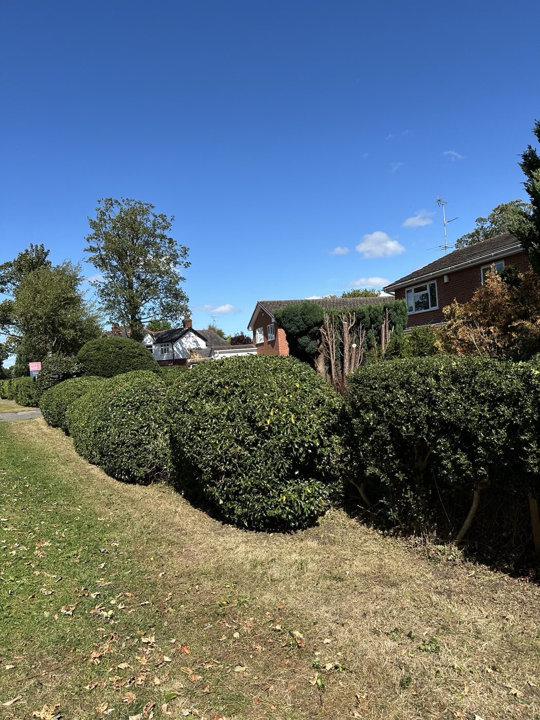 Roadside boundary hedge after cutting and shaping