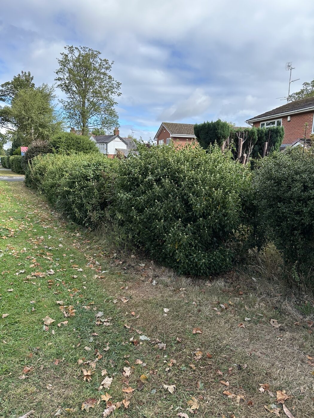Overgrown roadside boundary hedge before cutting