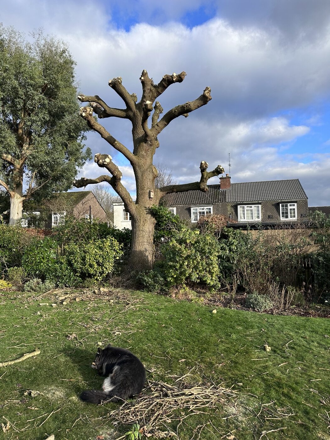 Large garden tree after professional reduction work