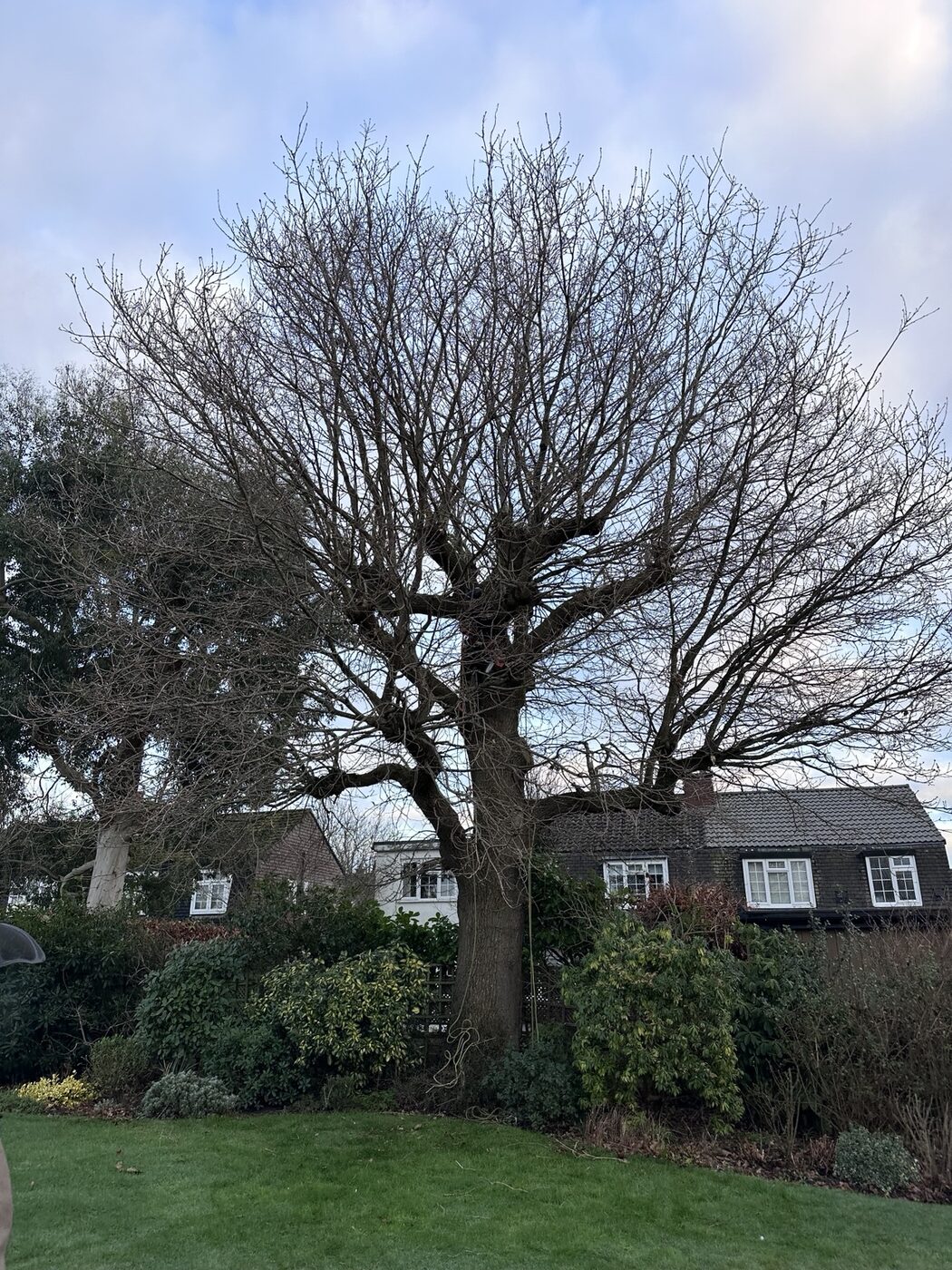 Large garden tree before reduction work