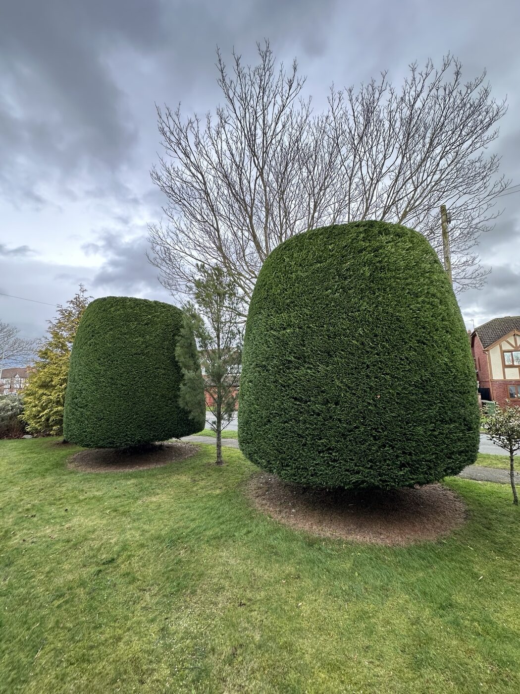 Large established conifer after shaping
