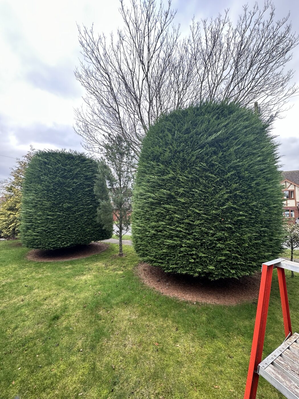 Large established conifer before shaping